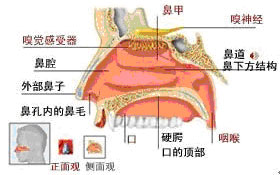 鼻炎引起耳鸣怎么办？