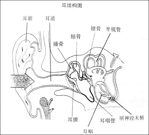 耳结造成耳聋能治吗？