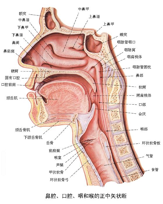 过敏性鼻炎打鼾怎么治？