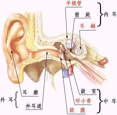 慢性外耳道炎怎么治果好呢？