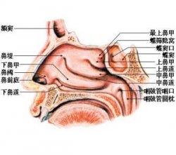 郑州耳鼻喉，什么是鼻息肉？
