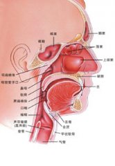 咽喉炎可引起支气管炎及肺炎等并发症