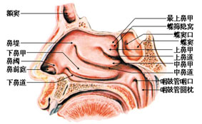 鼻窦炎也能分六种