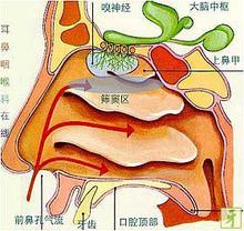 得了季节性过敏性鼻炎怎么办?