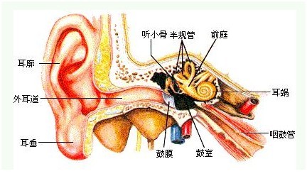 外耳道炎涂药不管用，得治!